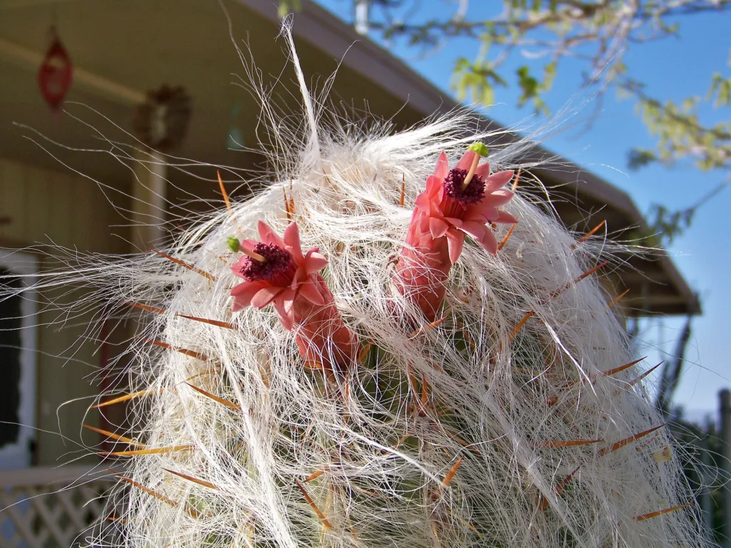 Old-man-of-the-Andes (Oreocereus celsianus) – flowers in close-up, plant photo