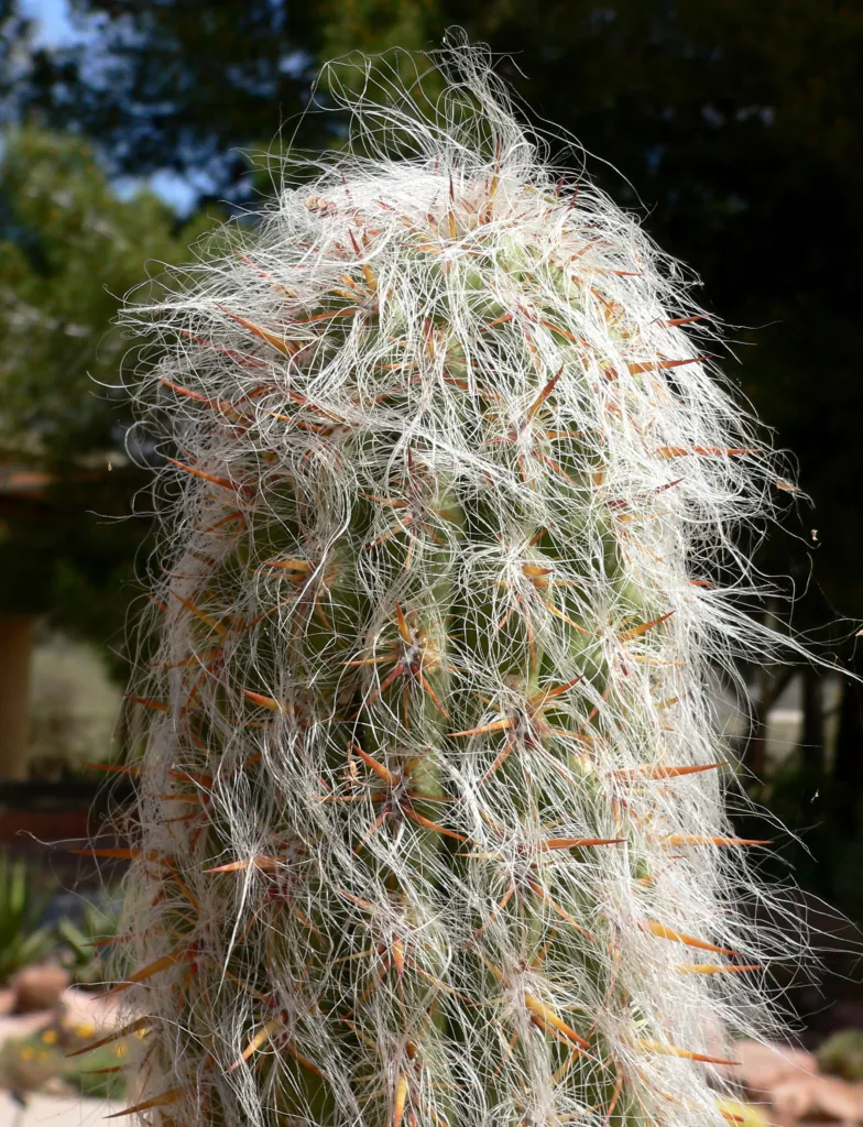 Old-man-of-the-Andes (Oreocereus celsianus) – in a garden setting, plant photo