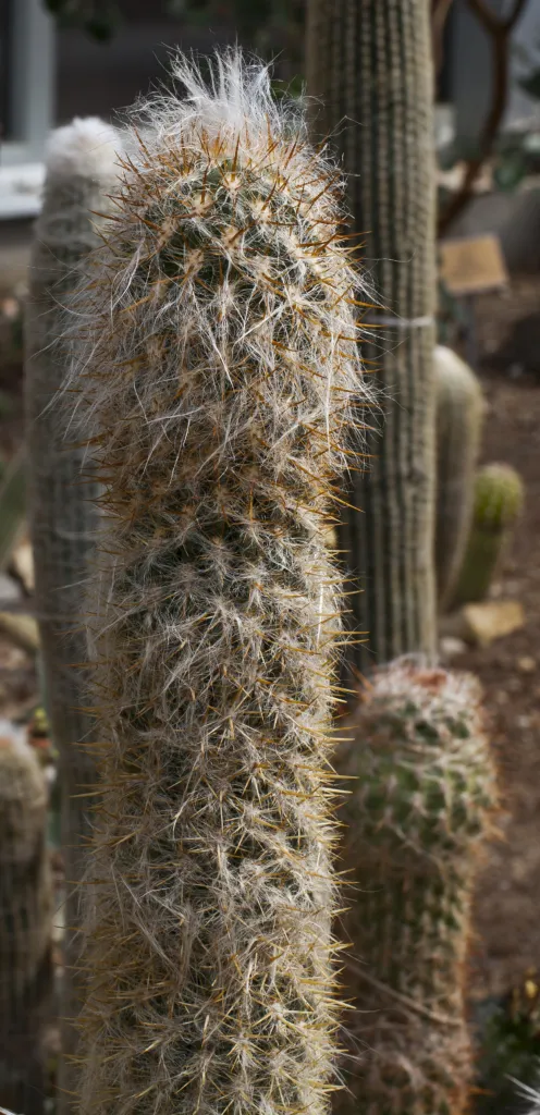 Old-man-of-the-Andes (Oreocereus celsianus) – in a garden setting, plant photo