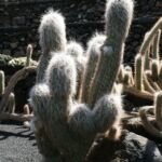 Oreocereus celsianus – (Oreocereus celsianus) – Pflanzenfoto