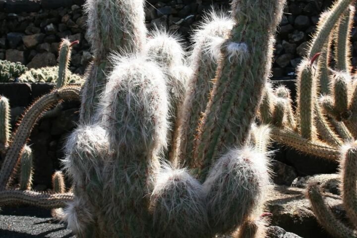 Oreocereus celsianus