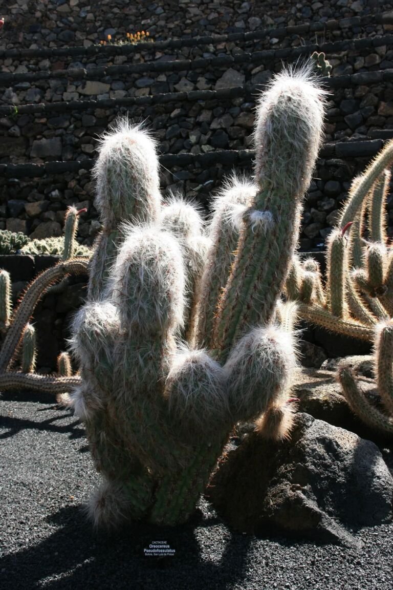 Oreocereus celsianus