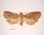 Oriental Fruit Moth