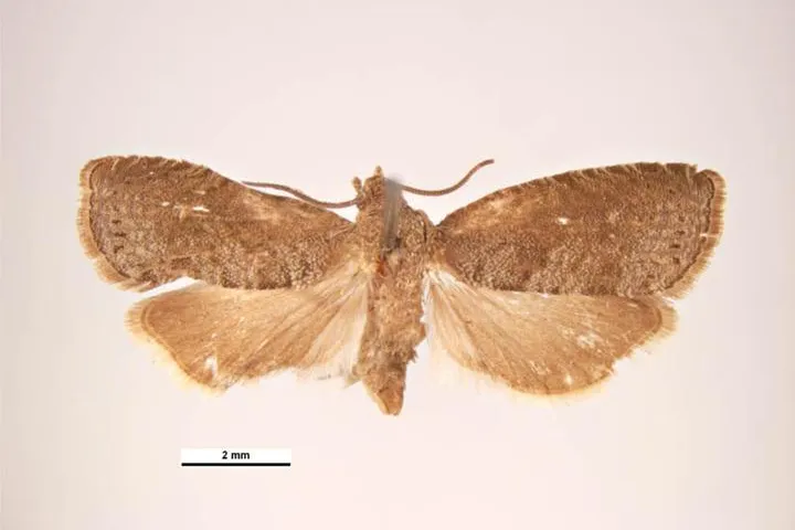 Oriental Fruit Moth