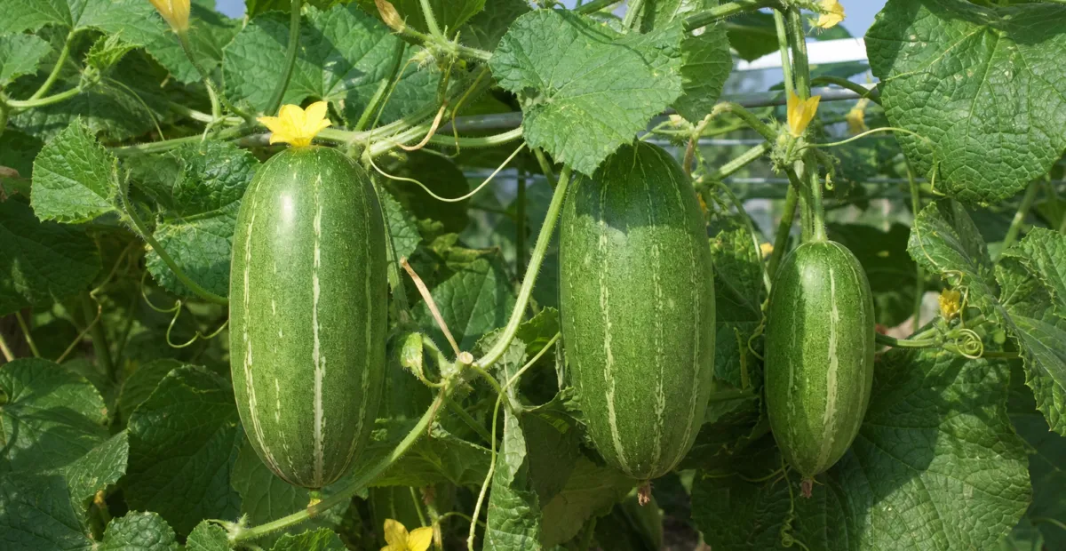 Oriental pickling melon (Cucumis melo Conomon Group) – plant photo