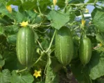 Oriental pickling melon (Cucumis melo Conomon Group) care guide