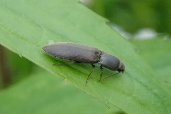Osiewnik rolowiec (Agriotes lineatus)
