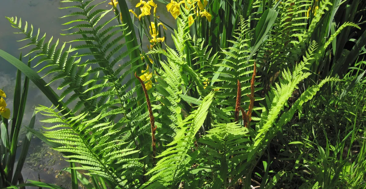 Osmunda 'Cinnamomea' – plant photo
