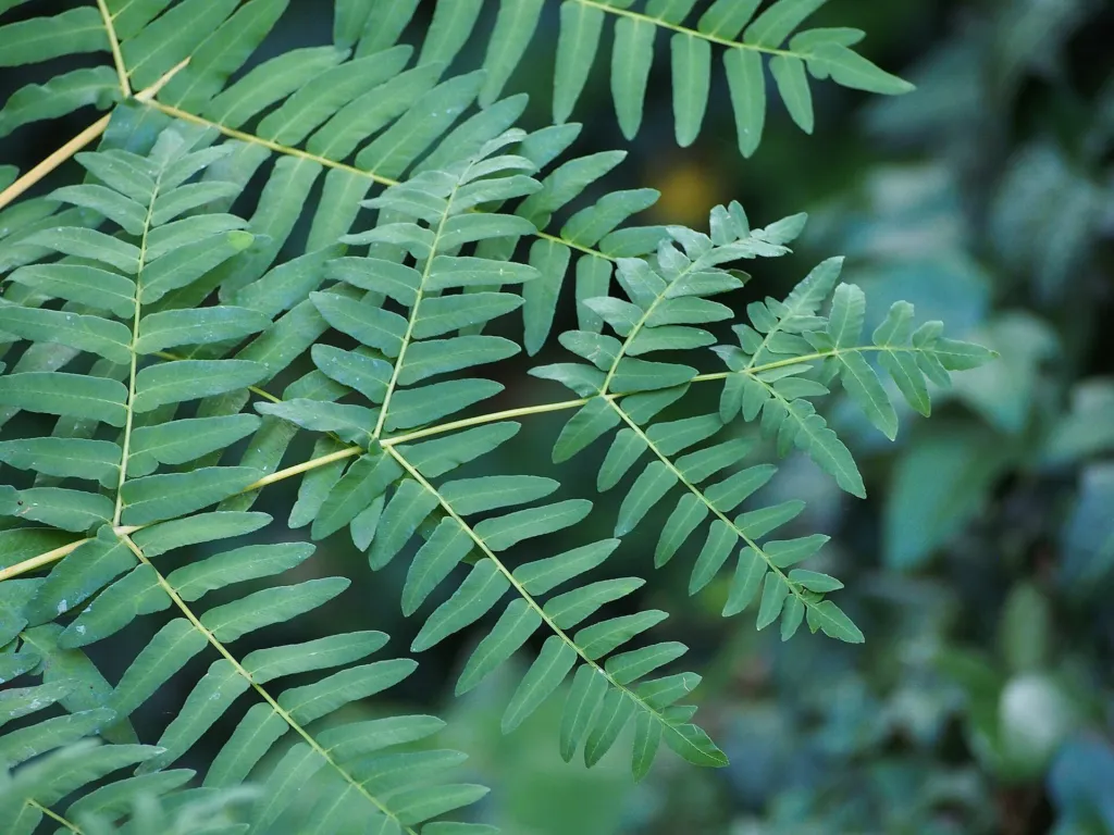 Długosz królewski (Osmunda regalis) – in a garden setting, plant photo