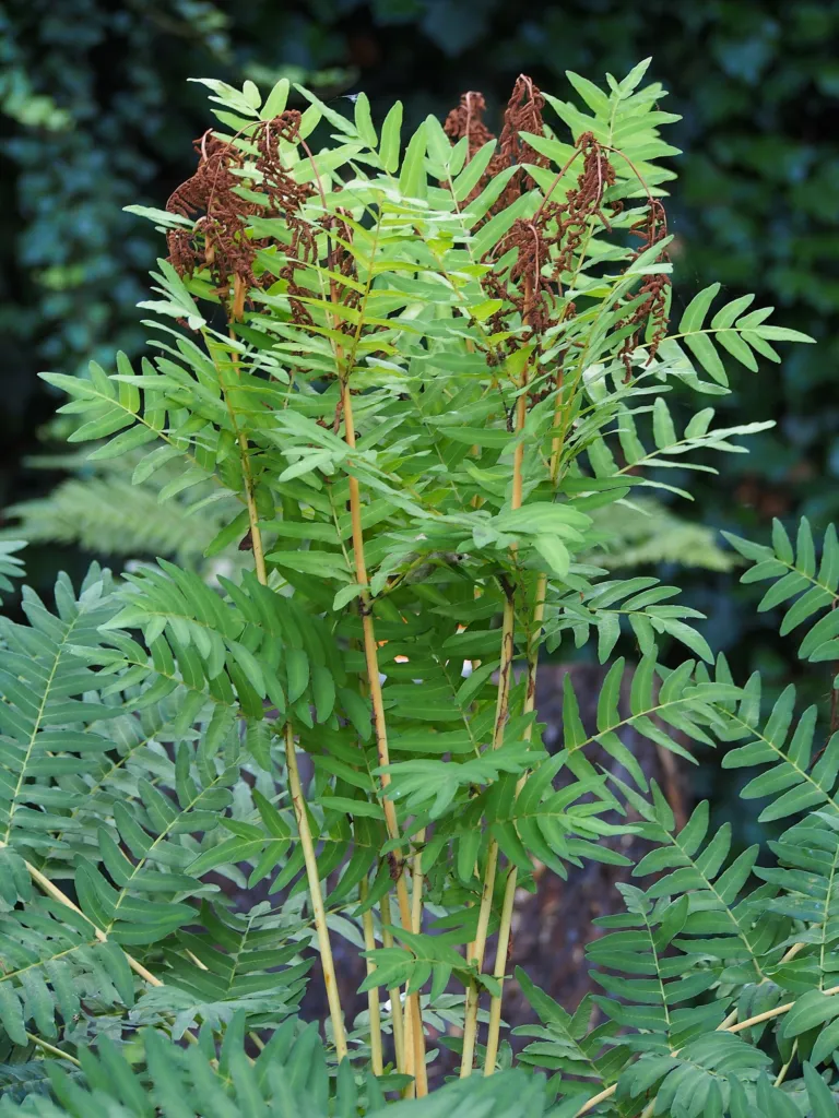 Długosz królewski (Osmunda regalis) – in a garden setting, plant photo