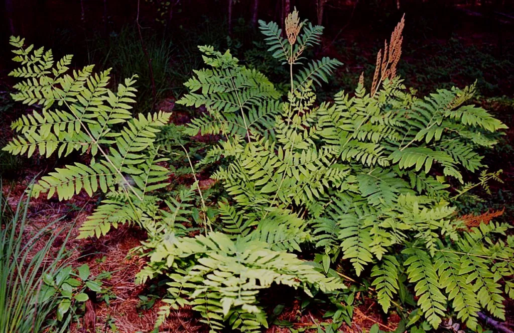 Długosz królewski (Osmunda regalis) – in its natural habitat, plant photo
