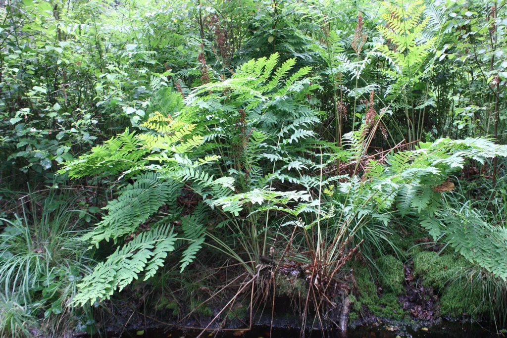 Długosz królewski (Osmunda regalis) – in its natural habitat, plant photo
