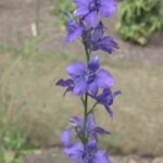 ostrôžka záhradná (Delphinium ajacis) – fotografia rastliny