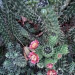 Oveska (Austrocylindropuntia subulata) – Pflanzenfoto