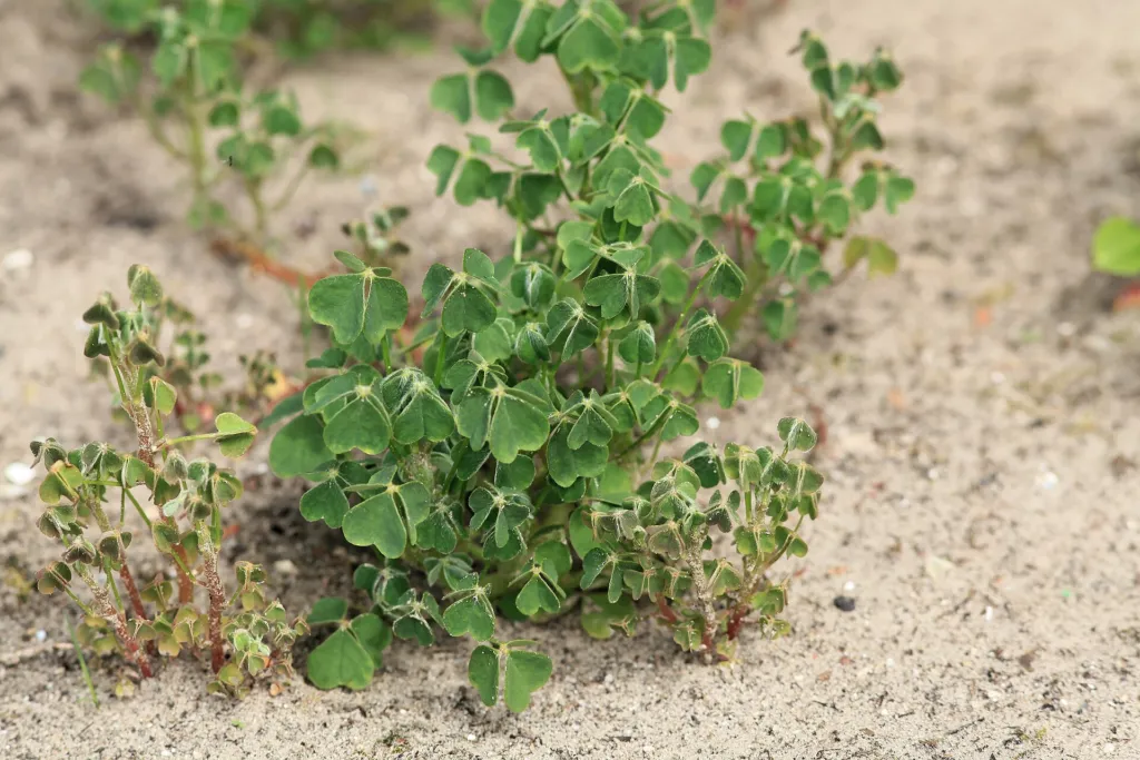 Knolliger Sauerklee (Oxalis tuberosa) – Blätter und Triebe, Pflanzenfoto