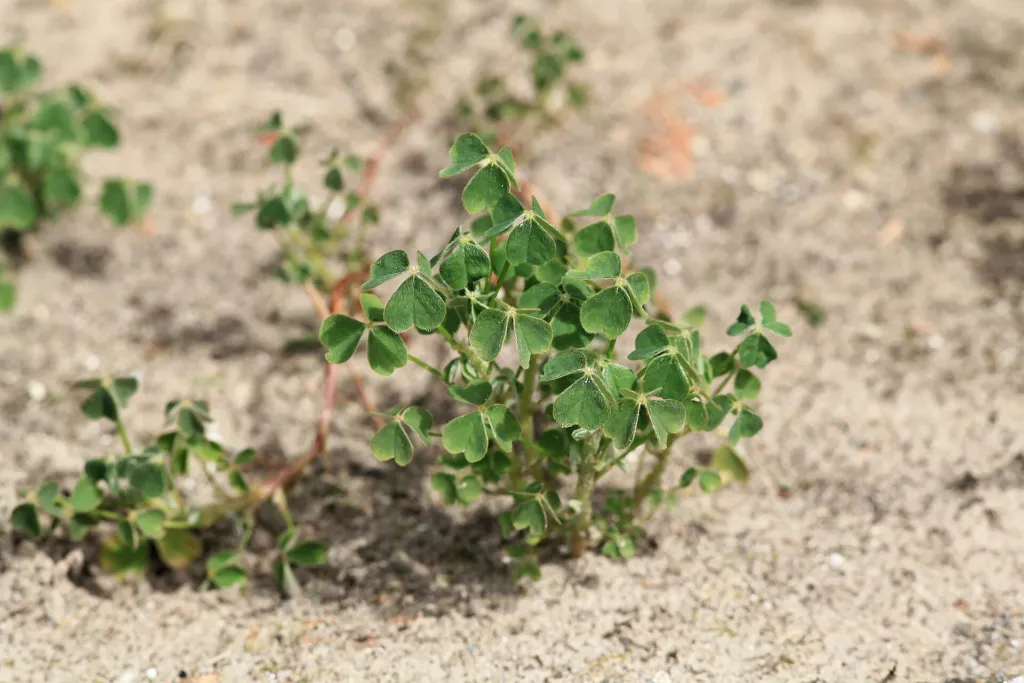 Knolliger Sauerklee (Oxalis tuberosa) – Blätter und Triebe, Pflanzenfoto