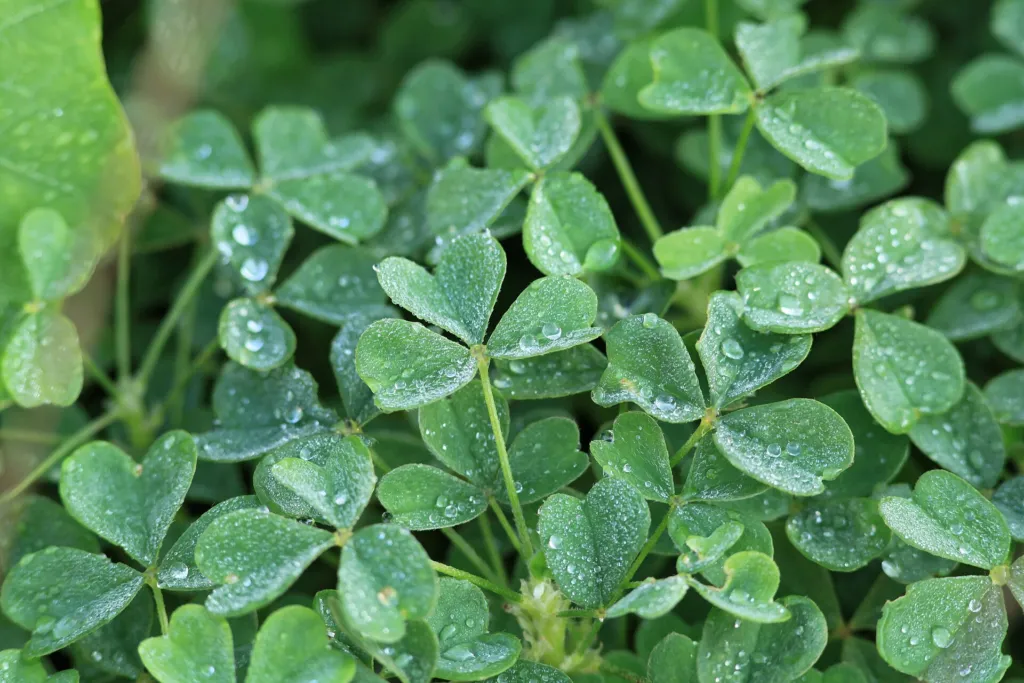 Knolliger Sauerklee (Oxalis tuberosa) – im Garten, Pflanzenfoto