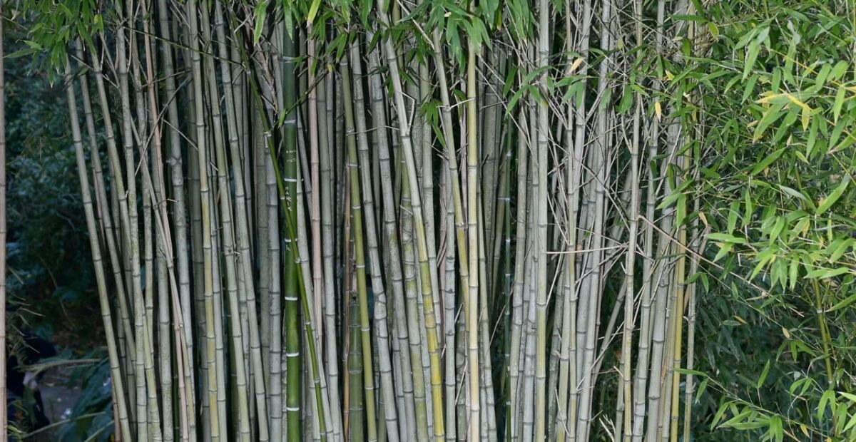 pabambus zlatý (Phyllostachys aurea) – fotografia rastliny