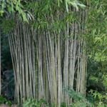 pabambus zlatý (Phyllostachys aurea) – fotografia rastliny