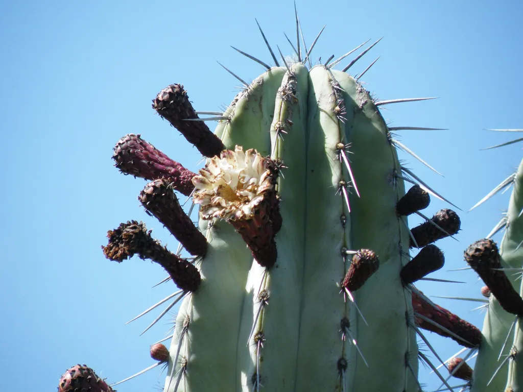 Pachycereus weberi – pestovanie a (Pachycereus weberi) – typický vzhľad, fotografia rastliny