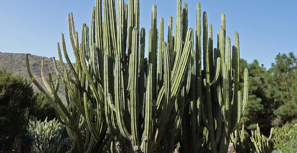 Pachycereus weberi – plant photo