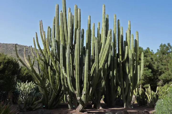 Pachycereus weberi