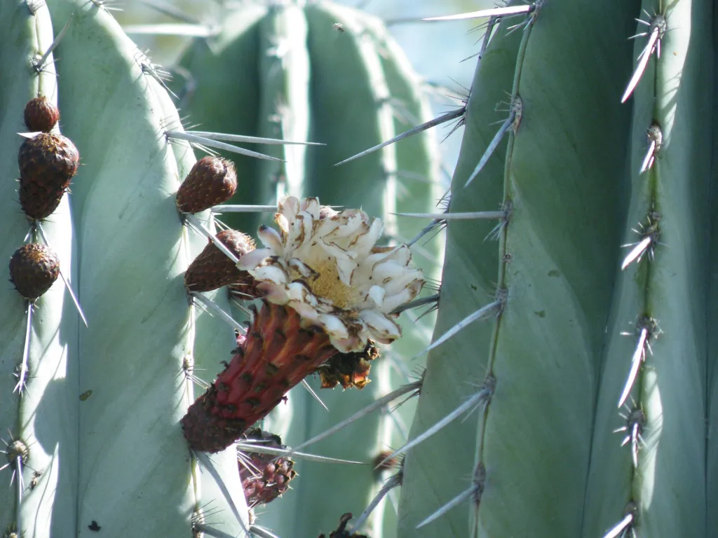 Pachycereus weberi – pestovanie a (Pachycereus weberi) – typický vzhľad, fotografia rastliny