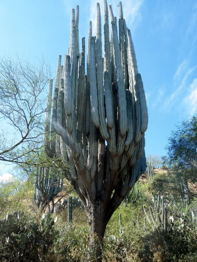 Pachycereus weberi – pestovanie a (Pachycereus weberi) – typický vzhľad, fotografia rastliny