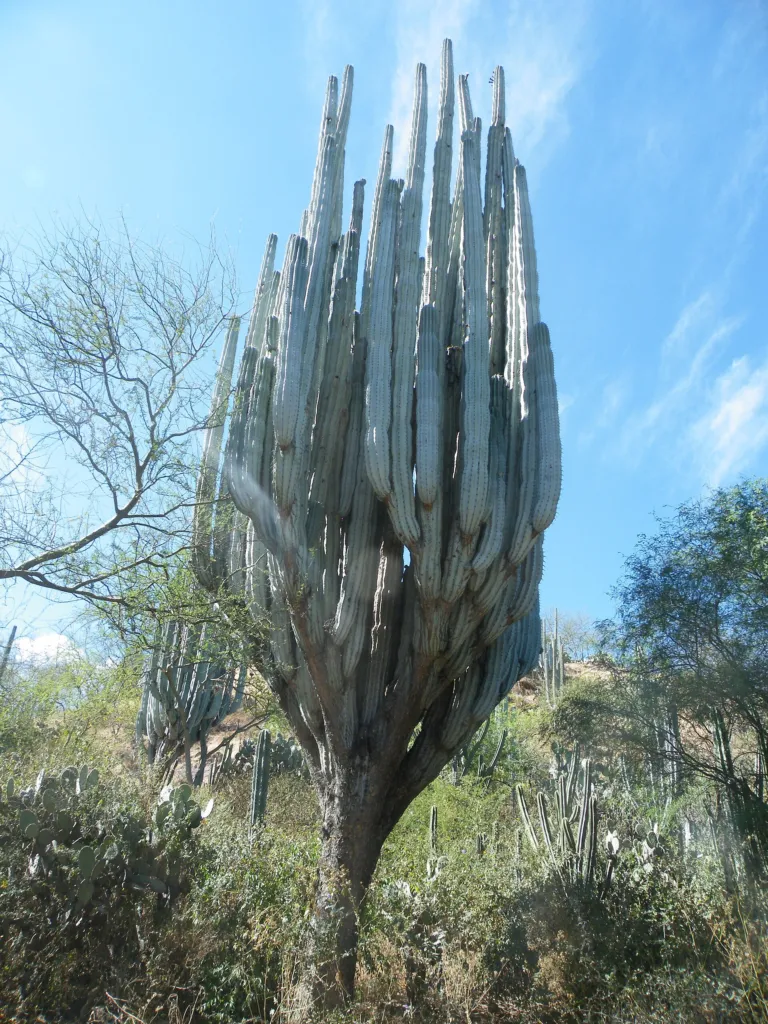 Pachycereus weberi – pestovanie a (Pachycereus weberi) – typický vzhľad, fotografia rastliny