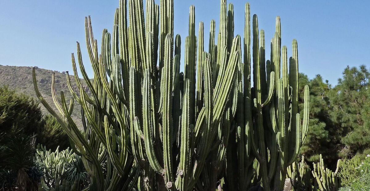Pachycereus weberi – fotografia rastliny