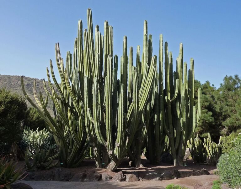 Pachycereus weberi