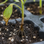 Padanie klíčiacich rastlín spôsobené Pythium debaryanum