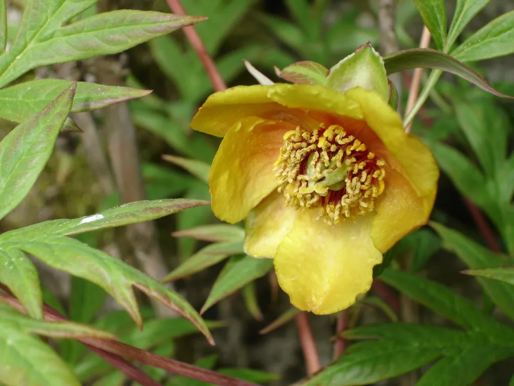 Paeonia delavayi – Pflanzenfoto