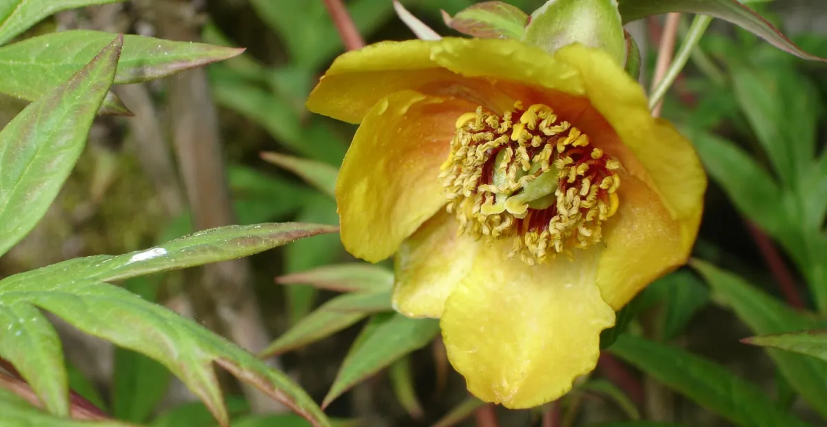 Paeonia delavayi – Pflanzenfoto
