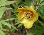 Pivonka Delavayova (Paeonia delavayi) – pestovanie a starostlivosť