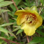 Delavay's tree peony (Paeonia delavayi) – characteristic appearance, plant photo