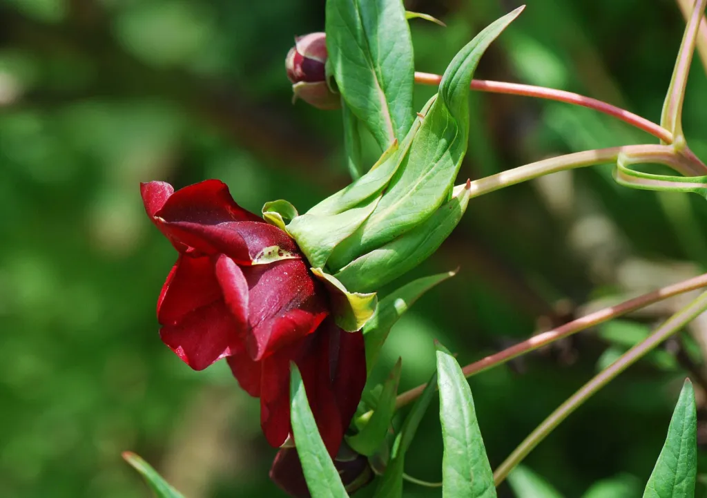 Paeonia delavayi – (Paeonia delavayi) – typisches Erscheinungsbild, Pflanzenfoto