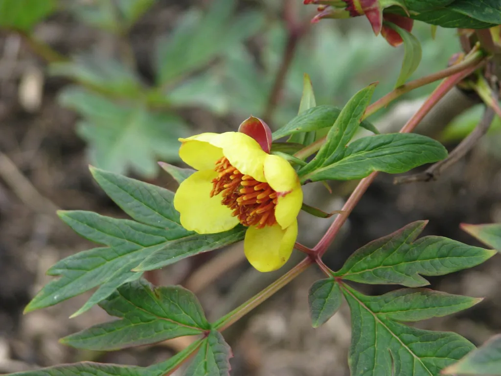 Paeonia delavayi – (Paeonia delavayi) – typisches Erscheinungsbild, Pflanzenfoto