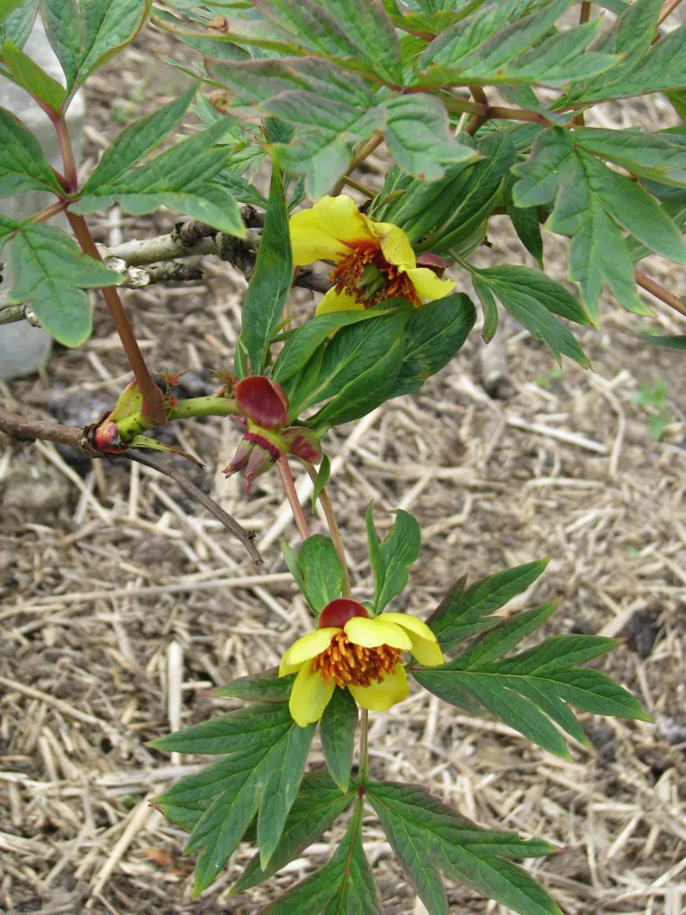 Paeonia delavayi – (Paeonia delavayi) – typisches Erscheinungsbild, Pflanzenfoto