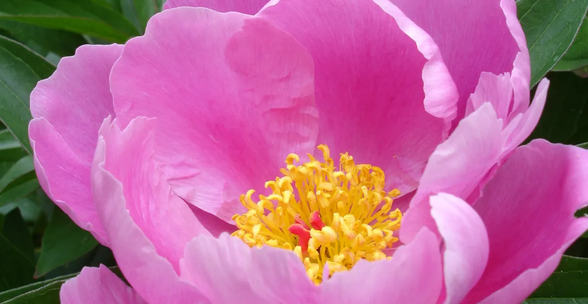 pivonka čínska (Paeonia lactiflora) – fotografia rastliny