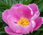 Pivonka čínska (Paeonia lactiflora) – pestovanie a starostlivosť