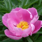 Common Garden Peony (Paeonia lactiflora) – characteristic appearance, plant photo
