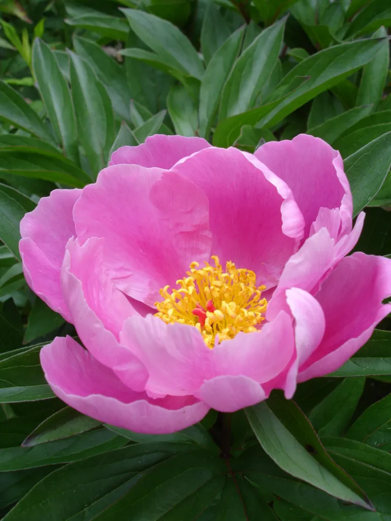 pivonka čínska (Paeonia lactiflora) – fotografia rastliny