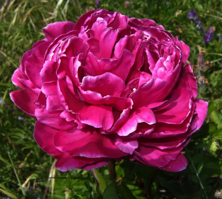 Common Garden Peony (Paeonia lactiflora) – in a garden setting, plant photo