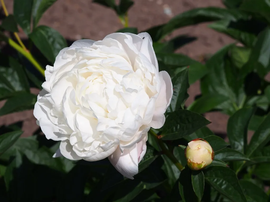 pivonka čínska (Paeonia lactiflora) – kvety zblízka, fotografia rastliny