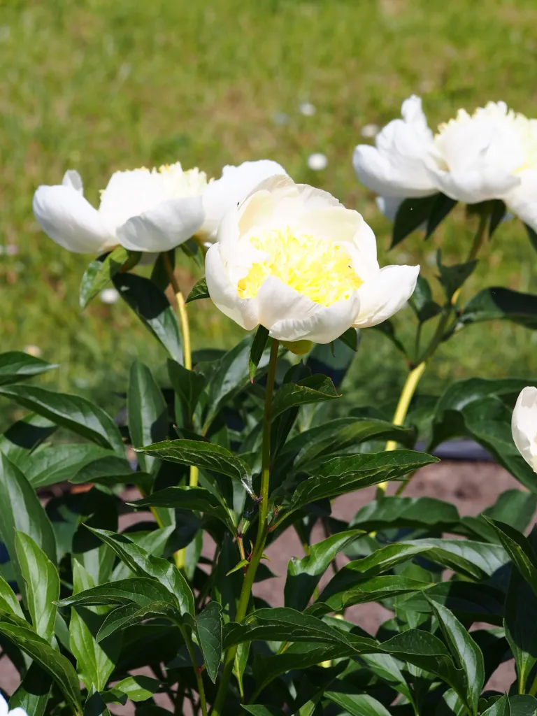 pivonka čínska (Paeonia lactiflora) – v záhrade, fotografia rastliny