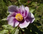 Pivonka červená (Paeonia mascula) – pestovanie a starostlivosť