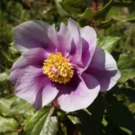 Wild Peony (Paeonia mascula) – in its natural habitat, plant photo