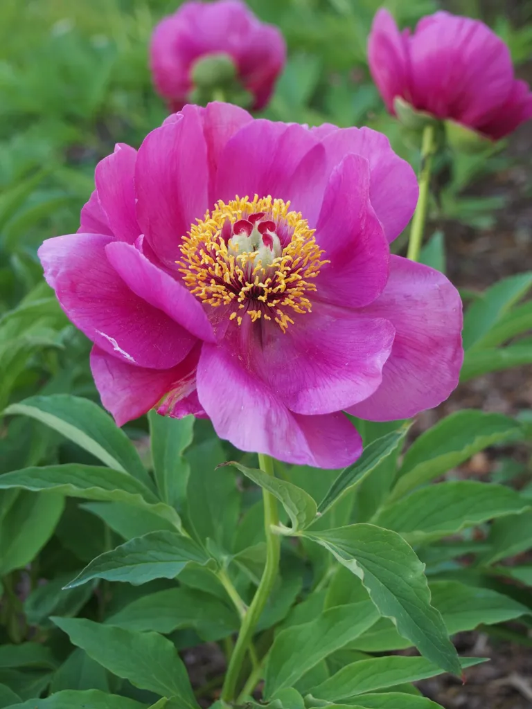 pivonka červená (Paeonia mascula) – kvety zblízka, fotografia rastliny
