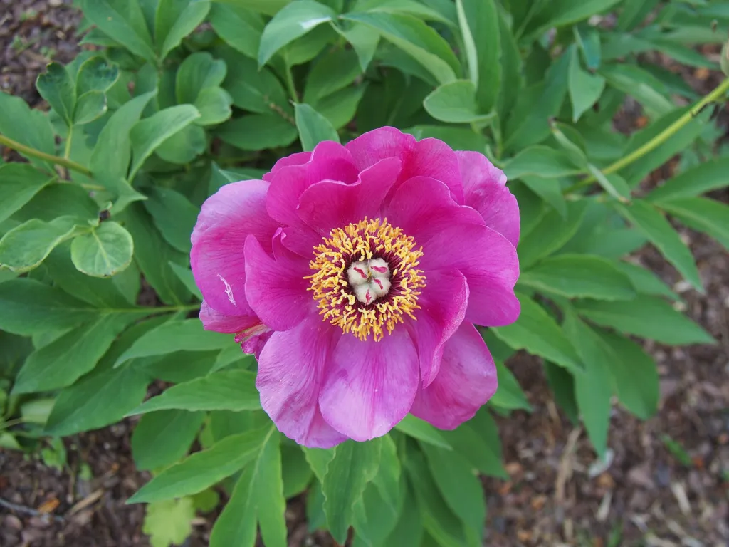 pivonka červená (Paeonia mascula) – kvety zblízka, fotografia rastliny